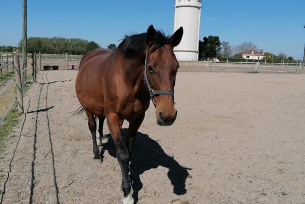 CENTRE EQUESTRE DU BOIS BRULE Centre Equestre Basse Goulaine Realisation 15