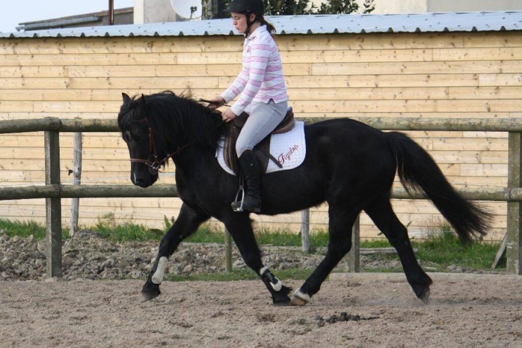 CENTRE EQUESTRE DU BOIS BRULE Centre Equestre Basse Goulaine Realisation 9